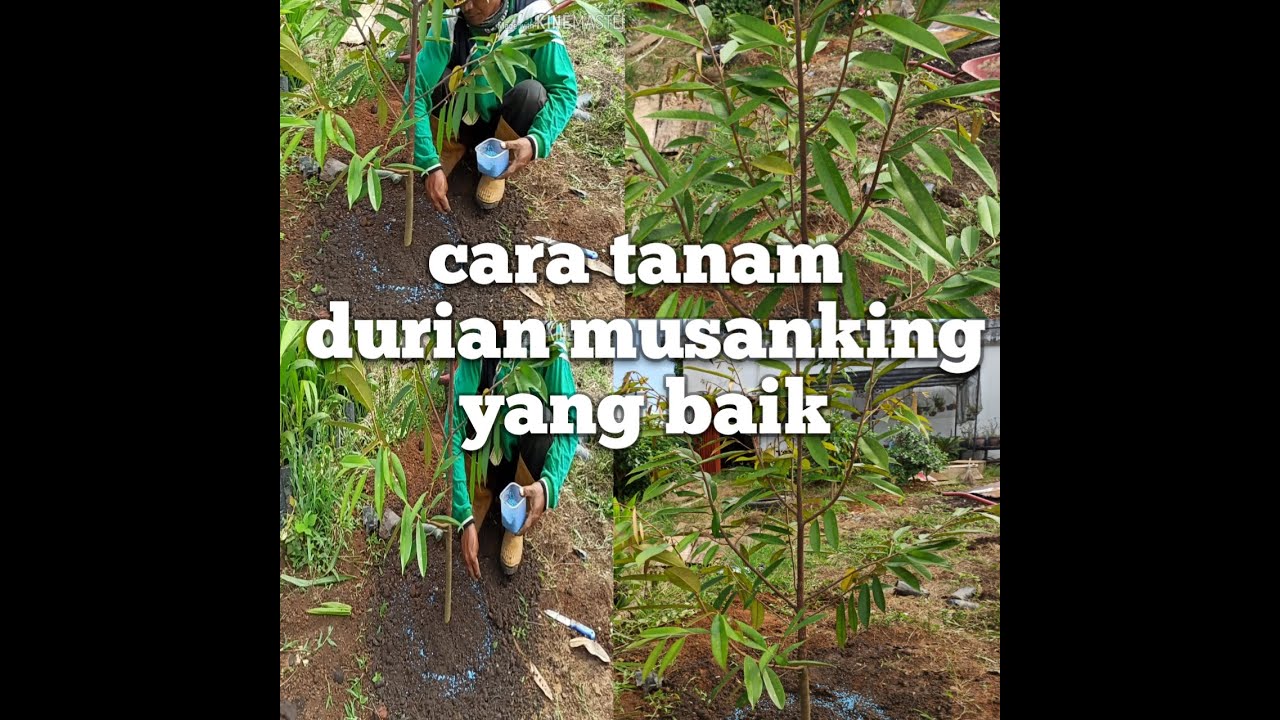 Cara tanam durian musanking yang baik dan benar serta pupuk lubang