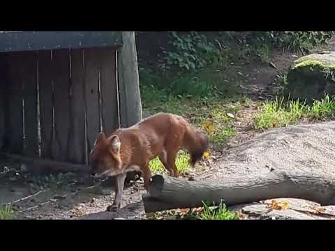 Dhole