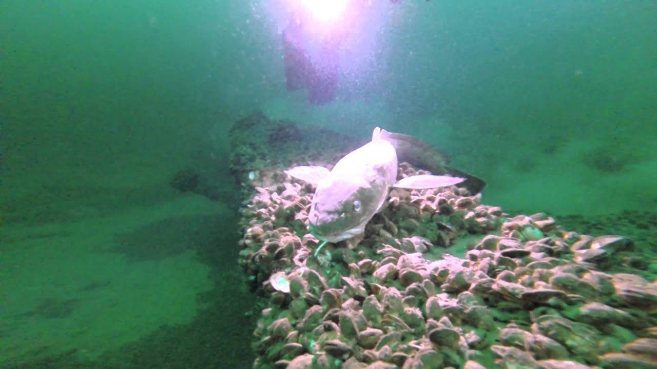 Lake Erie Shipwreck Diving The Indiana (Stone Wreck) 2014 YouTube