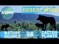 Cactus plants |  Desert Wind Sounds | Songs of the coyotes | Nature Sounds for Relaxing, Sleeping