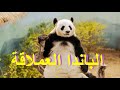 أسرار الباندا العملاقة Panda 