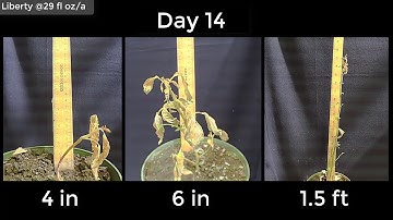 Liberty Herbicide Time-Lapse | Waterhemp Control | Growth Stage