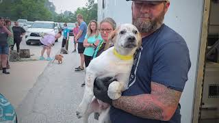 animal transport Hood's Pet Express LLC #animalrescue #puppy #dogtransport #petadoption