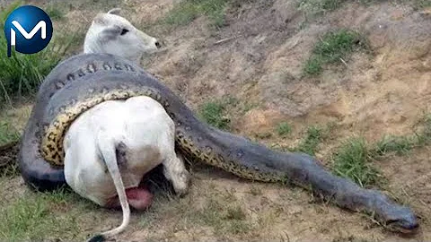 Como a sucuri ataca suas presas?