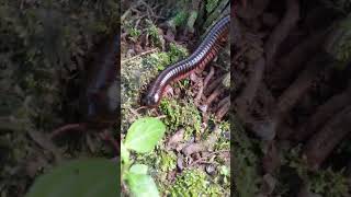 big and long like a train.#invertebrate #millipede #centipede #wildlife #animals #insecthunter