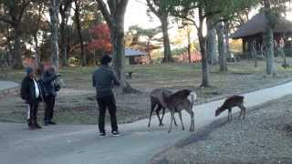 1Y11M6D(奈良)爸爸鼠膽找鹿群稀少的公園餵鹿