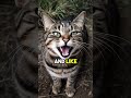 #catvideos #cat #cuteanimal #cutecat #cutepet #cute #catcute #shorts