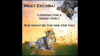 Zecora The Ocicat by PurebredsPlusCat 73 views 7 days ago 42 seconds