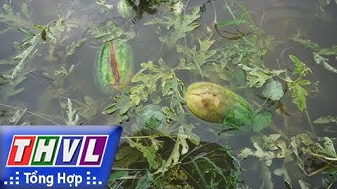 THVL | Người đưa tin 24G: Nông dân Thanh Hóa "rớt nước mắt" nhìn dưa hấu ngập ún trong nước