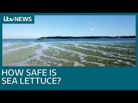 Video: Este regatul salata de mare?