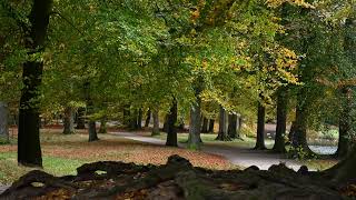 Download Lagu Herfstkleuren in het Schaffelaarse Bos. MP3