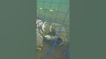 Do Crab Attractants Really Work?