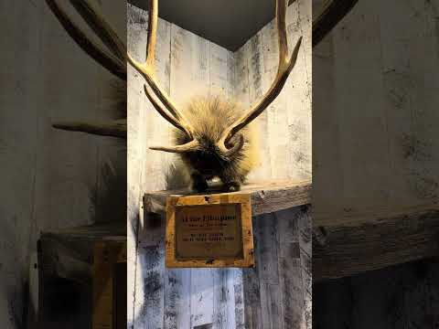 Want To See An Elkupine In Park City