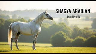 Profil plemene Shagya Arabian Horse Historie - Cena - Charakteristika - Výcvik - Péče o srst