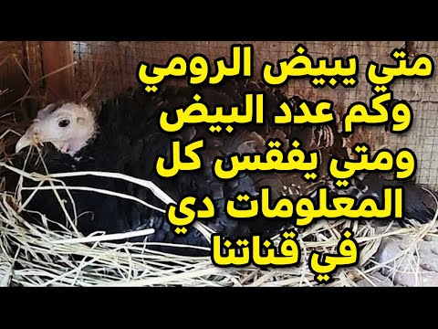 متي يبيض الرومي كم عدد البيض ومتي يفقس وكيف نستقبل الكتاكيت الرمي بعد الفقس في قناة طيور فوق السطح