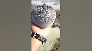 Cá nóc so cute p11 #shorts #canoctv