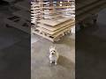 The Ugly Truth about Woodworking