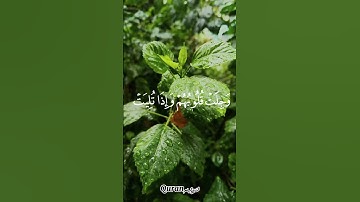 #قرآن #قران_كريم|سوره الانفال بصوت الشيخ محمد صديق المنشاوي🌹