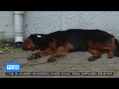ბათუმის მერიის მრჩეველთა საბჭო ცხოველთა სასტიკი მოპყრობის ფაქტებს გამორიცხავს