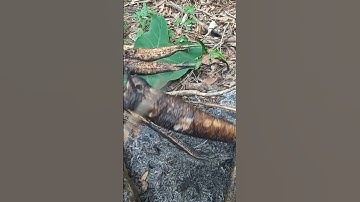 Cá lóc nướng chui-món ăn đồng quê Miền Tây | Miền Tây 24h