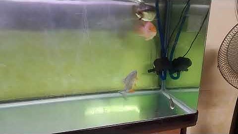 Cho cá rồng ăn rết