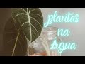 Plantas na água | Hidrocultura e enraizamento