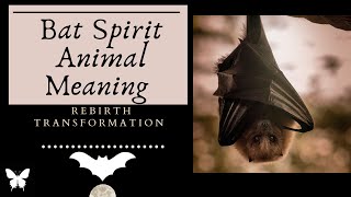 Bat  Symbolism Spirit Meaning - does bat have a message for you