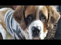 Saint Bernard Listening To Commands | Saint Bernard Training at Home| 1 year old saint bernard |