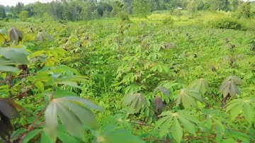 When women take lead in cassava farming as away to fight climate change