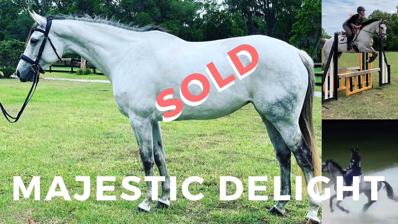 SOLD: Majestic Delight (2013 16hh TB Mare)