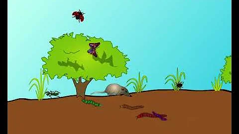 Animation 19.1 Ecological succession