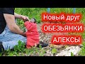 Как знакомиться маленькая домашняя обезьянка Алекса!