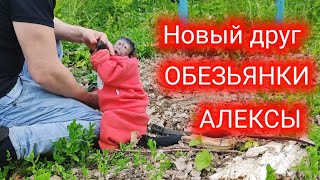 Как знакомиться маленькая домашняя обезьянка Алекса!