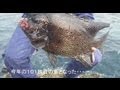 舞い込む石鯛竿シリーズ 2011.10.17 「２㎏台イシガキの激釣」