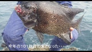 舞い込む石鯛竿シリーズ 2011.10.17 「２㎏台イシガキの激釣」