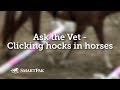 Ask the Vet - Clicking hocks in horses