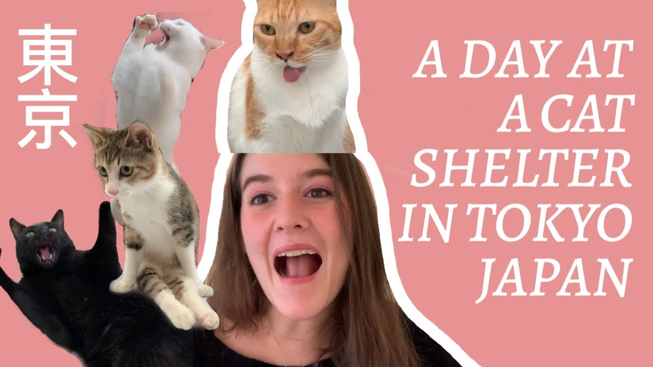A Day at a Japanese Cat Shelter in Tokyo / JAPAN VLOG YouTube