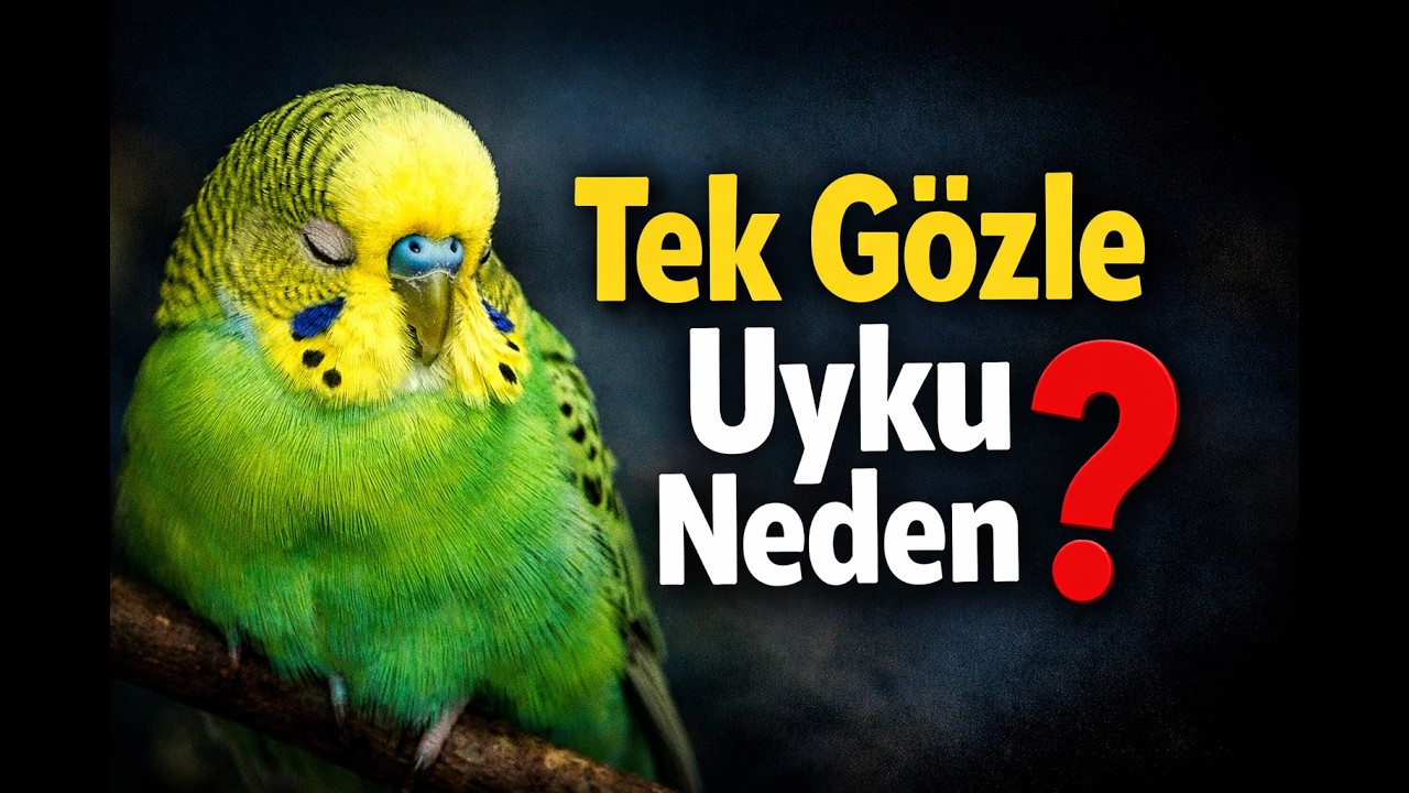 Muhabbet kuşları neden tek gözünü kapatarak uyur? #muhabbetkuşu #kuşbakımı #kuşseverler #evcilhayvan