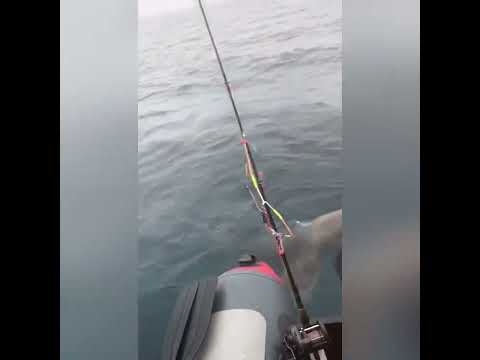 Морской котик приплыл к рыбакам за рыбой| Амурский залив