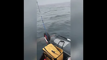 Морской котик приплыл к рыбакам за рыбой| Амурский залив