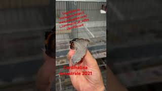 Bomba Di Cardinalina Del 2021 La Metterò Ancora In Voca