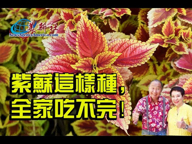 紫蘇這樣種 全家吃不完 Youtube