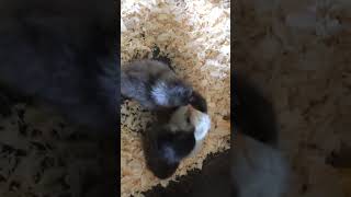 Chicks 2