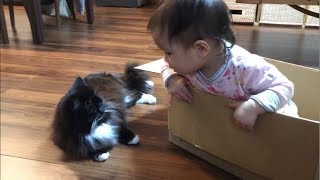 段ボールを譲った猫 ラガマフィンA cat who has handed over cardboard.Ragamuffin.