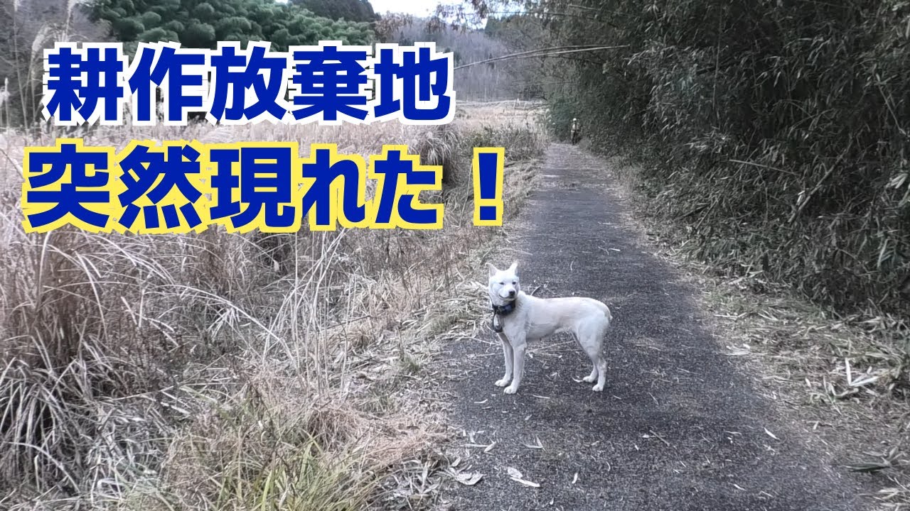 誰も来ない耕作放棄地で草刈りしてたらスペシャルゲストが来た！