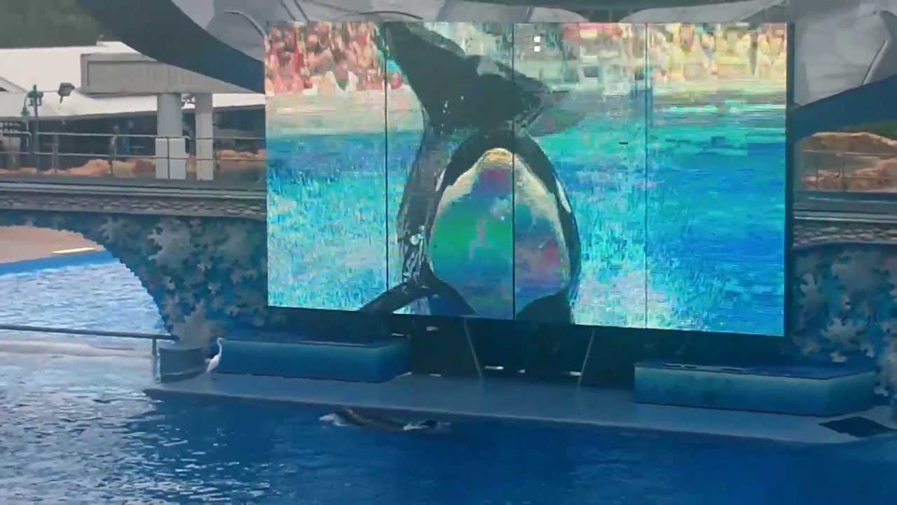 Shamu Big Air see some Amazing Jumps and Tricks from the Killer Whales ...