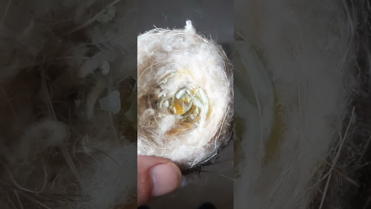 كسر بيض الحسون داخل العش