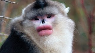 Чёрный ринопитек или курносая обезьяна/Rhinopias or black snub-nosed monkey Чёрный ринопитек или курносая обезьяна/Rhinopias or black snub-nosed monkey