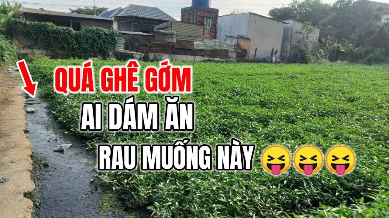 ĐÃ TÌM ĐƯỢC BẰNG CHỨNG CHO LỜI ĐỒN. RAU MUỐNG BÌNH MỸ CỦ CHI - HCM