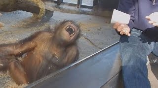 Top 10 animals react to magic tricks (Animals being tricked by magic tricks) Top 10 animals react to magic tricks (Animals being tricked by magic tricks)